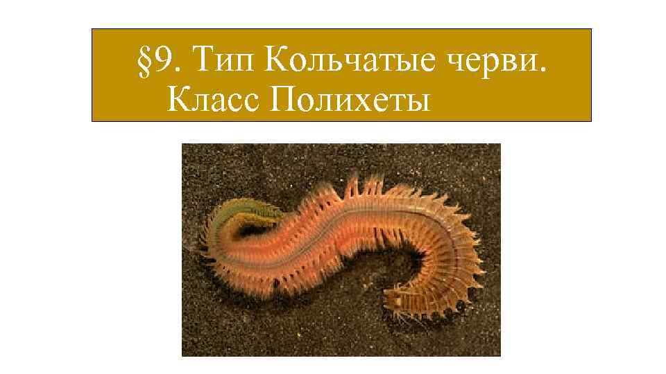 § 9. Тип Кольчатые черви. Класс Полихеты 