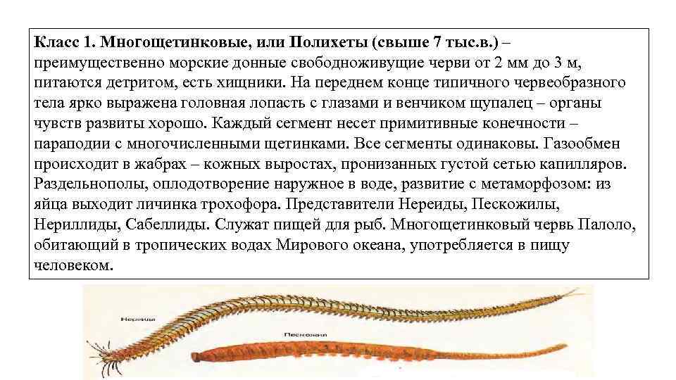 Кольчатые черви группа организмов. Многощетинковые черви черви. Биология 7 класс Тип кольчатые черви класс многощетинковые черви. Многощетинковых кольчатых червей. Многощетинковые черви общая характеристика.