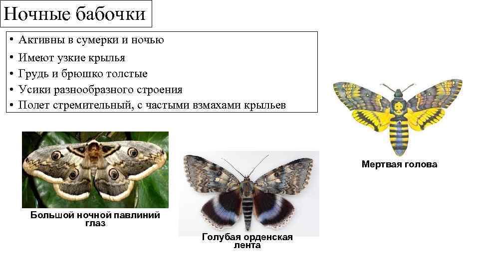 Ночные бабочки • • • Активны в сумерки и ночью Имеют узкие крылья Грудь