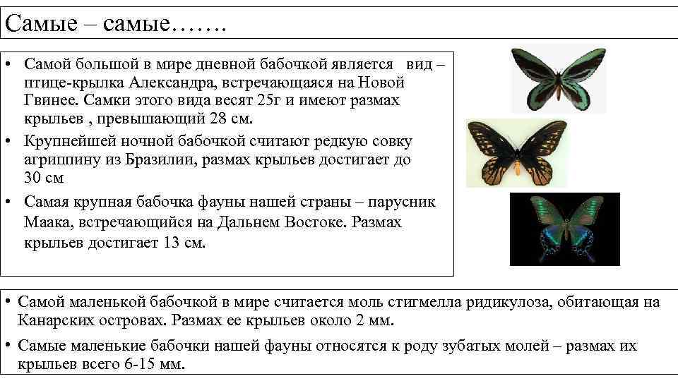 Самые – самые……. • Самой большой в мире дневной бабочкой является вид – птице-крылка