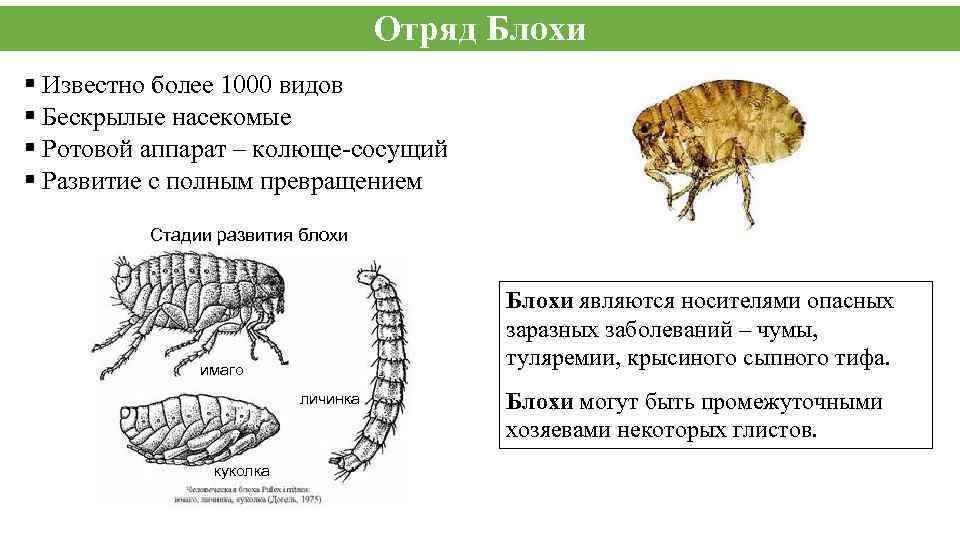 Отряд Блохи § Известно более 1000 видов § Бескрылые насекомые § Ротовой аппарат –