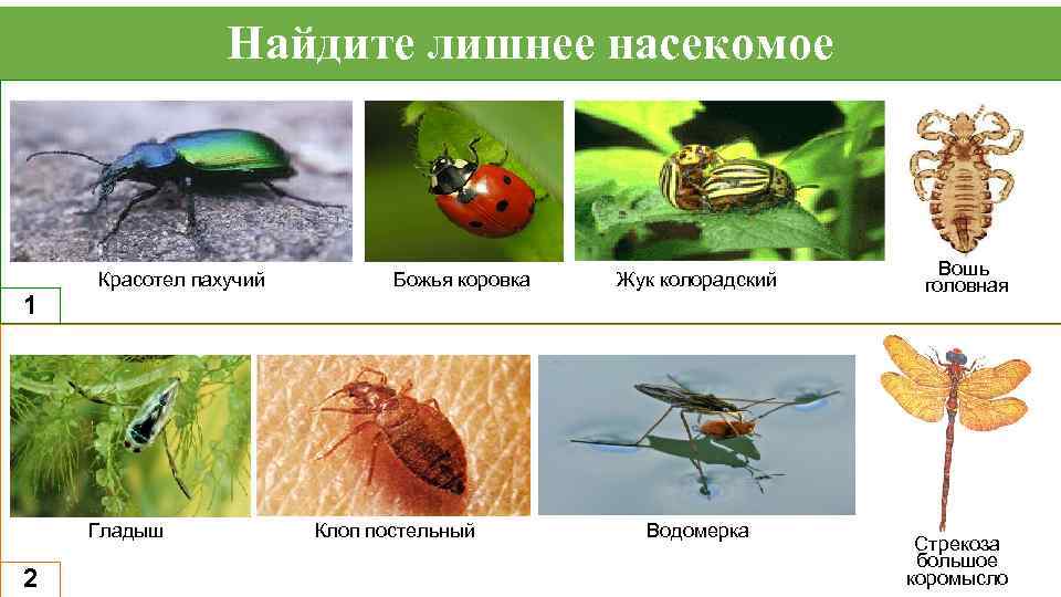 Найдите лишнее насекомое 1 Красотел пахучий Гладыш 2 Божья коровка Клоп постельный Жук колорадский