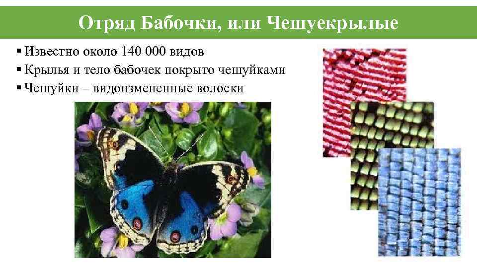 Отряд Бабочки, или Чешуекрылые § Известно около 140 000 видов § Крылья и тело