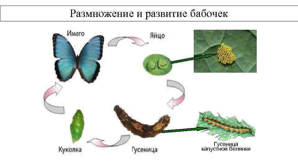 Какой тип питания характерен для капустной белянки изображенной на рисунке обоснуйте свой ответ