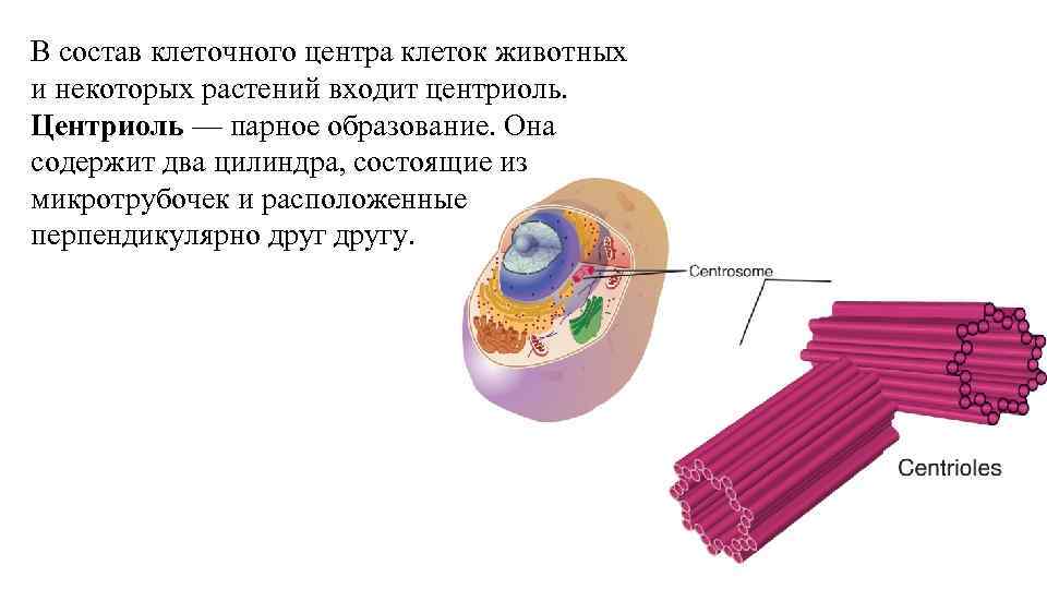 Синтез белков микротрубочек