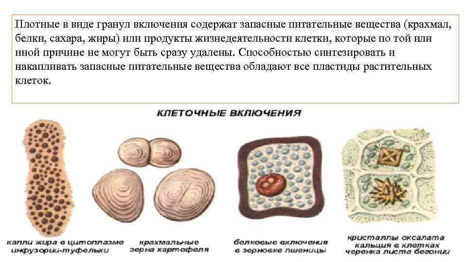 Запасные питательные вещества находятся в стебельке. Запасные питательные вещества клетки. Включения крахмальные зерна. Клеточные включения строение. Запасные вещества растительной клетки крахмал.