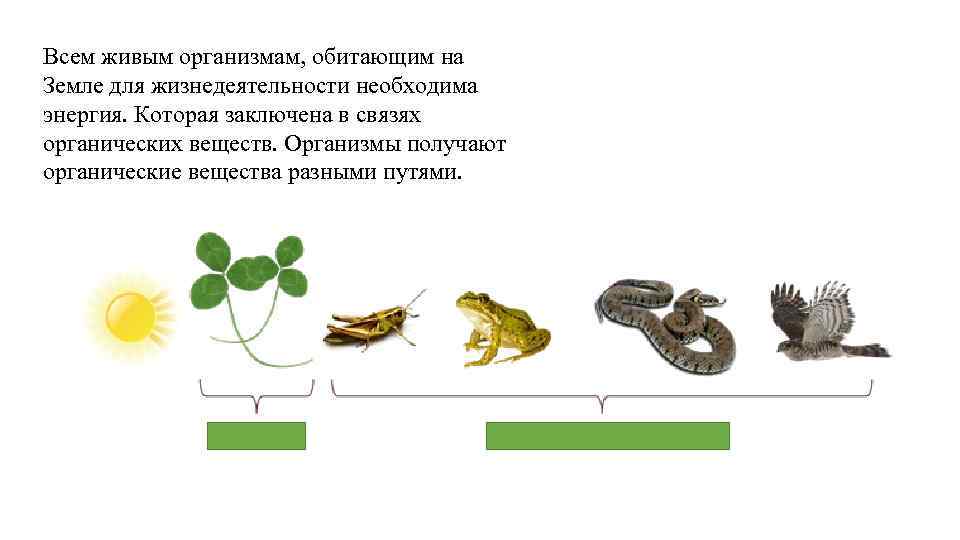 Всем живым организмам, обитающим на Земле для жизнедеятельности необходима энергия. Которая заключена в связях