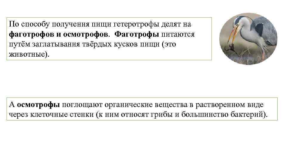 По способу получения пищи гетеротрофы делят на фаготрофов и осмотрофов. Фаготрофы питаются путём заглатывания