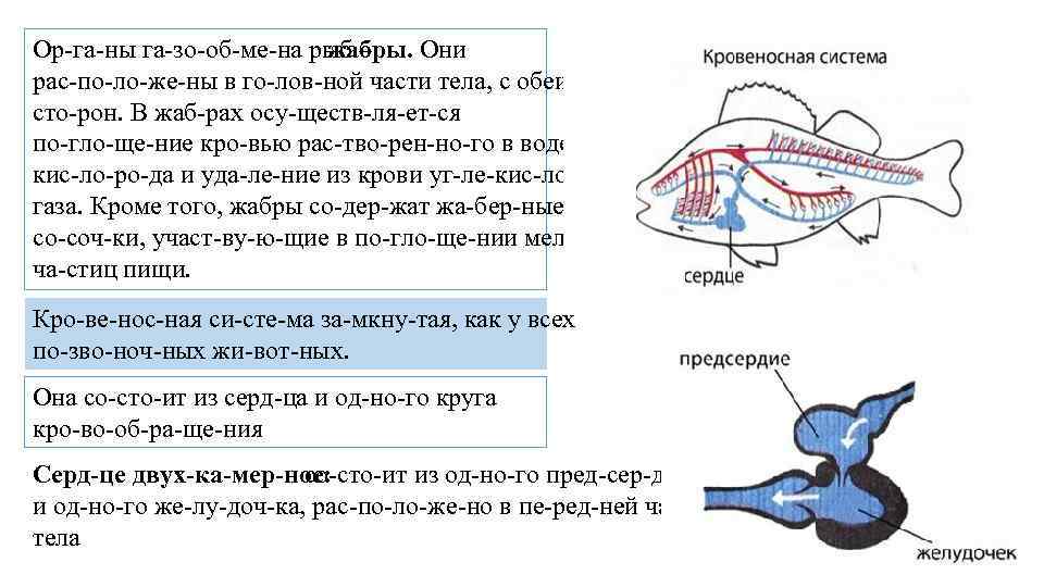 Наличие чешуи двухкамерное сердце. Газообмен у рыб. Жабры рыбы происхождение. Где происходит газообмен у рыб. Цедильный аппарат у рыб.