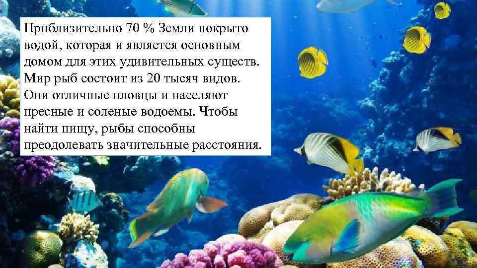 Приблизительно 70 % Земли покрыто водой, которая и является основным домом для этих удивительных