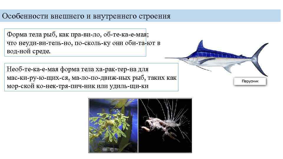 Водные животные имеют обтекаемую форму. Приспособления рыб. Особенности строения тела водной среды. Обтекаемая форма тела у рыб. Характеристика формы тела рыбы.