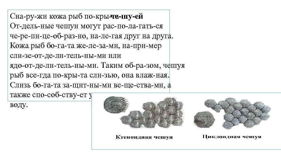 Какую функцию выполняют сухие чешуи. Снаружи кожа рыб покрыта. Форма чешуи. Строение отдельной чешуйки. Чешуя расположена черепицеобразно на чешуе.