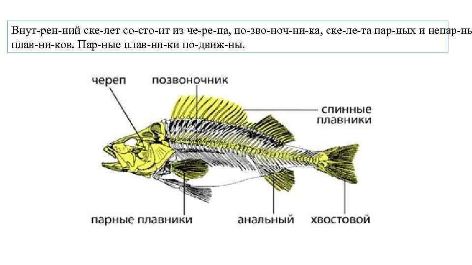 Внут рен ний ске лет со сто ит из че ре па, по зво