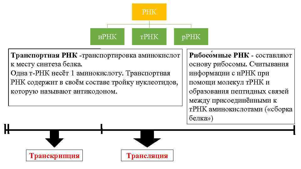 РНК и. РНК т. РНК Матричная Транспортная РНК -транспортировка аминокислот (информационная) РНК к месту