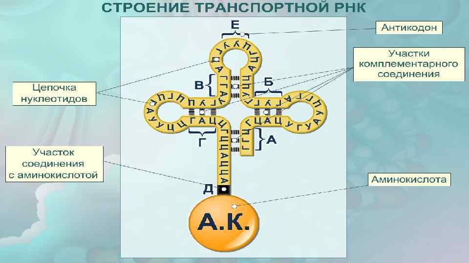 Белок ген аминокислота