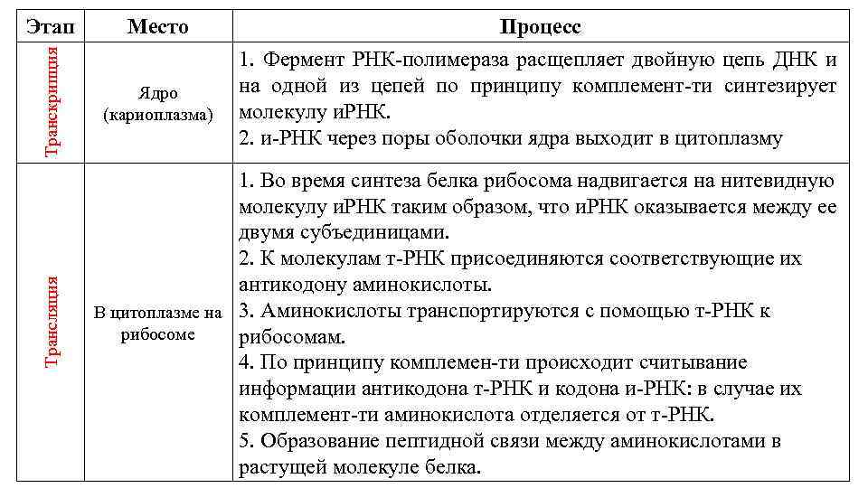 Место Транскрипция Ядро (кариоплазма) Трансляция Этап Процесс 1. Фермент РНК-полимераза расщепляет двойную цепь ДНК