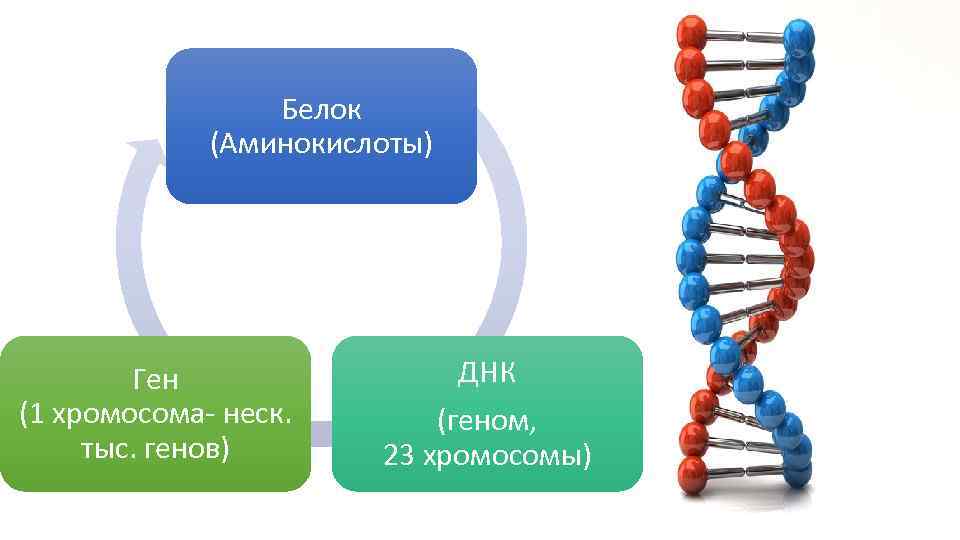 В каждой клетке синтезируется несколько тысяч различных белковых молекул. Белки недолговечны, время их Белок