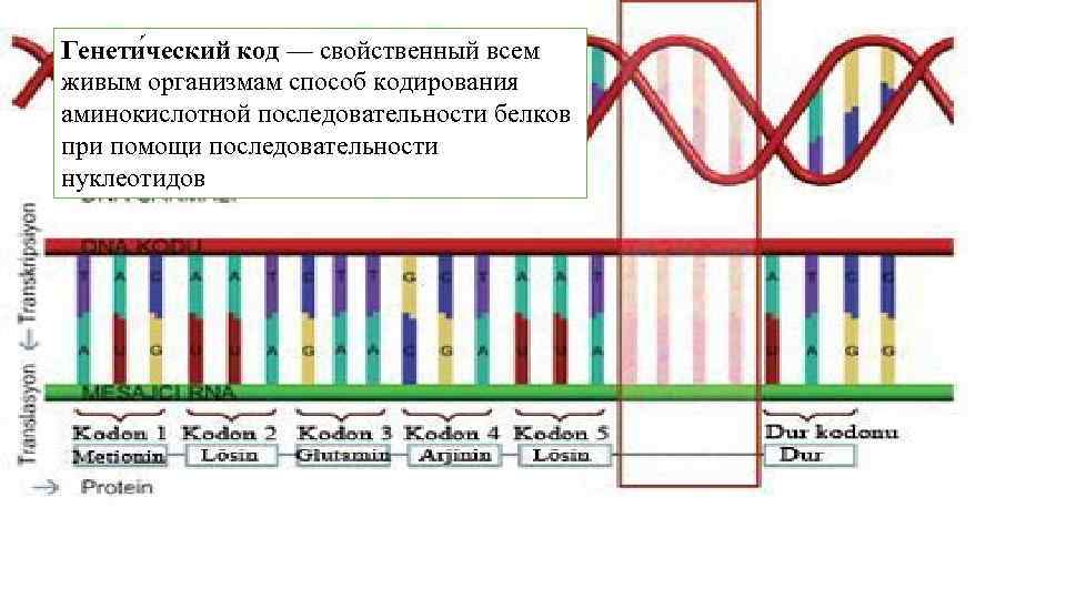Генети ческий код — свойственный всем живым организмам способ кодирования аминокислотной последовательности белков при