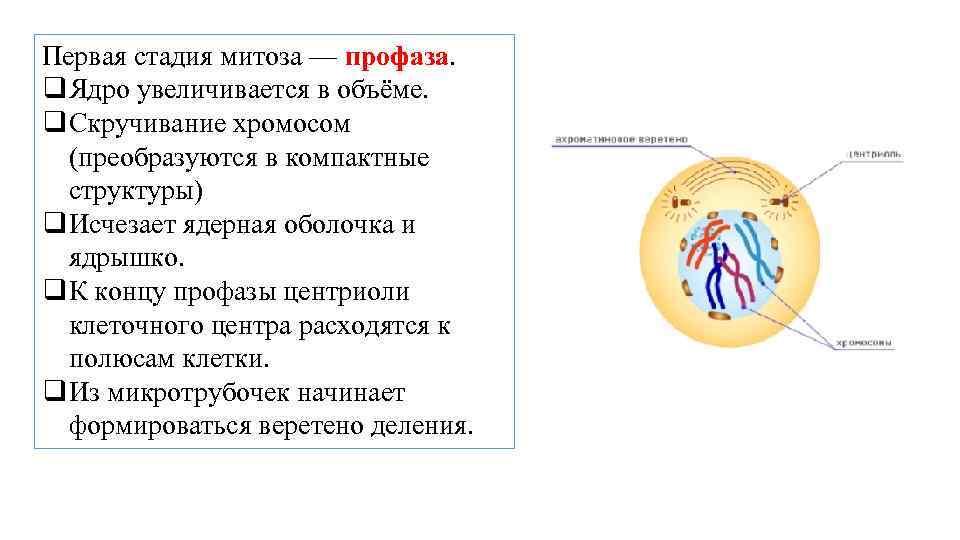 Первая стадия митоза — профаза. q Ядро увеличивается в объёме. q Скручивание хромосом (преобразуются