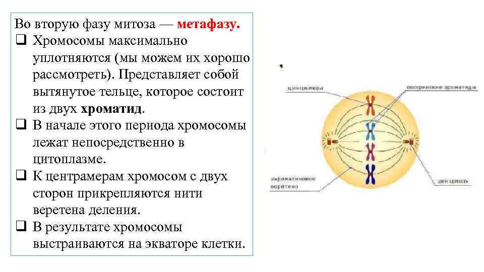 Метафаза 1 хромосомы. Фазы митоза метафаза. Стадии метафазы митоза набор хромосом. Хромосомы в метафазе митоза. Процессы которые происходят в метафазе.