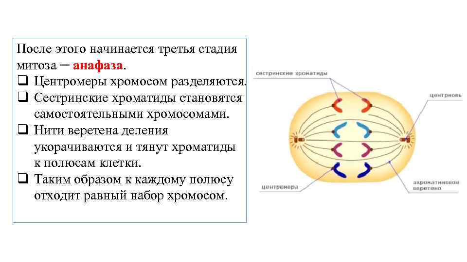 Нити веретена деления