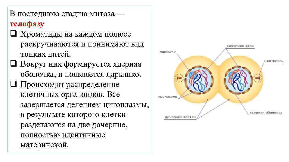 В последнюю стадию митоза — телофазу q Хроматиды на каждом полюсе раскручиваются и принимают