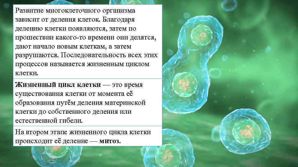 В результате деления клеток образуется