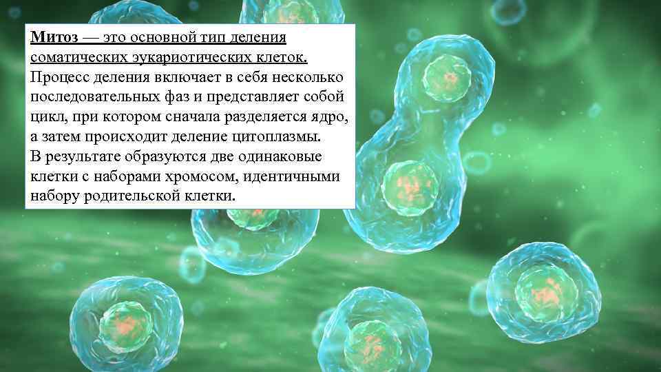 Митоз — это основной тип деления соматических эукариотических клеток. Процесс деления включает в себя