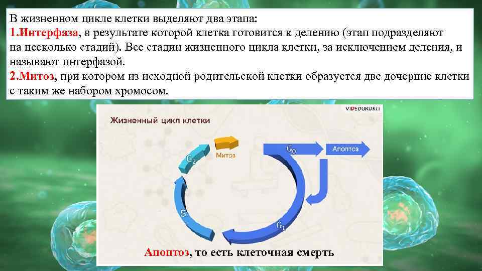 В жизненном цикле клетки выделяют два этапа: 1. Интерфаза, в результате которой клетка готовится