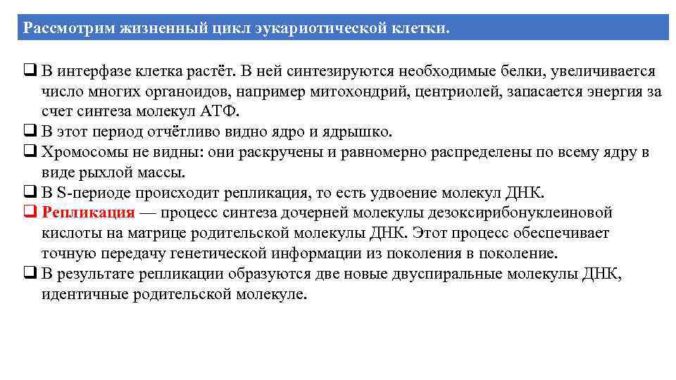 Рассмотрим жизненный цикл эукариотической клетки. q В интерфазе клетка растёт. В ней синтезируются необходимые