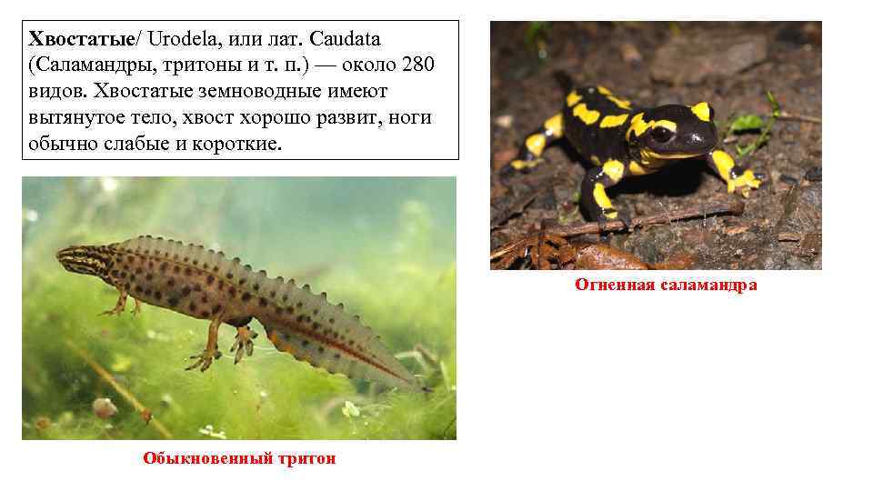 Хвостатые/ Urodela, или лат. Caudata (Саламандры, тритоны и т. п. ) — около 280