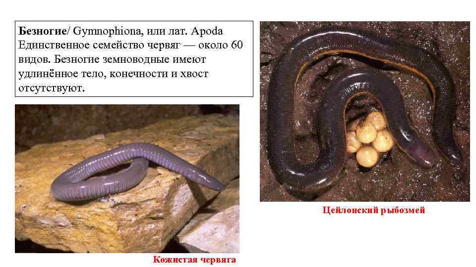 Безногие/ Gymnophiona, или лат. Apoda Единственное семейство червяг — около 60 видов. Безногие земноводные