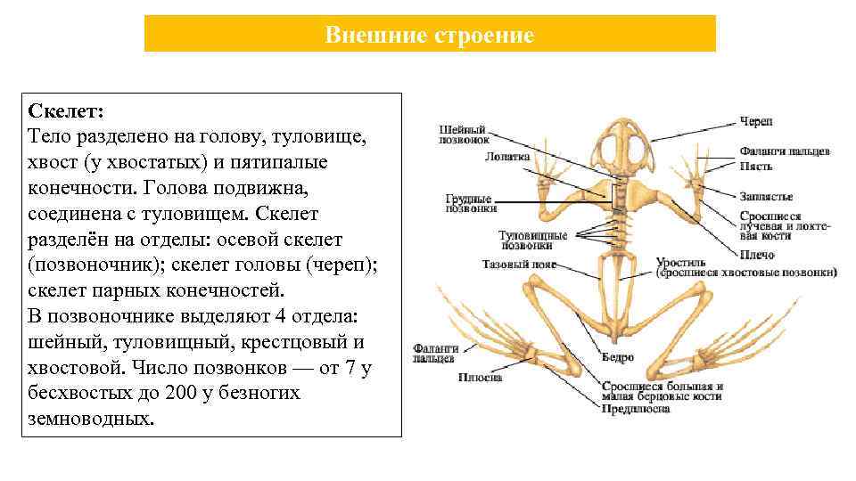 Внешние строение Скелет: Тело разделено на голову, туловище, хвост (у хвостатых) и пятипалые конечности.
