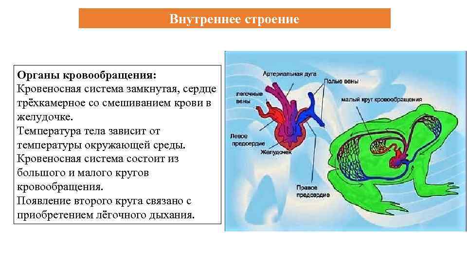 Внутреннее строение Органы кровообращения: Кровеносная система замкнутая, сердце трёхкамерное со смешиванием крови в желудочке.