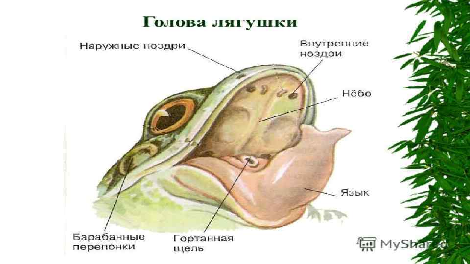 Какие элементы позвоночника рыбы служат опорой для туловищной мускулатуры