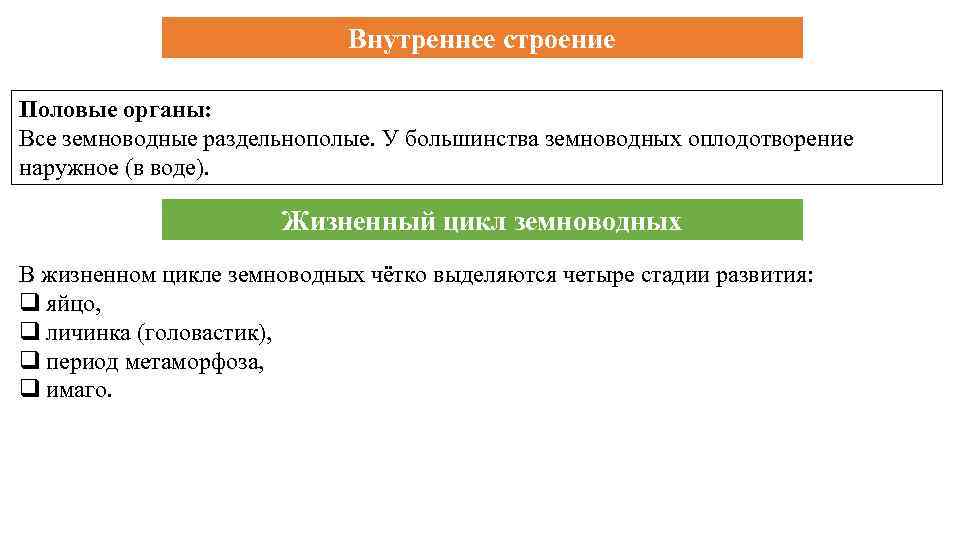 Внутреннее строение Половые органы: Все земноводные раздельнополые. У большинства земноводных оплодотворение наружное (в воде).