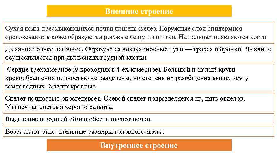 Внешние строение Сухая кожа пресмыкающихся почти лишена желез. Наружные слои эпидермиса ороговевают; в коже