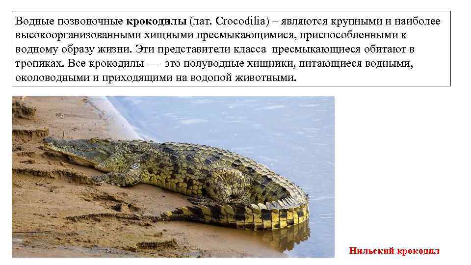 Водные позвоночные крокодилы (лат. Crocodilia) – являются крупными и наиболее высокоорганизованными хищными пресмыкающимися, приспособленными