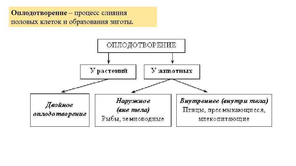 Оплодотворение – процесс слияния половых клеток и образования зиготы. 