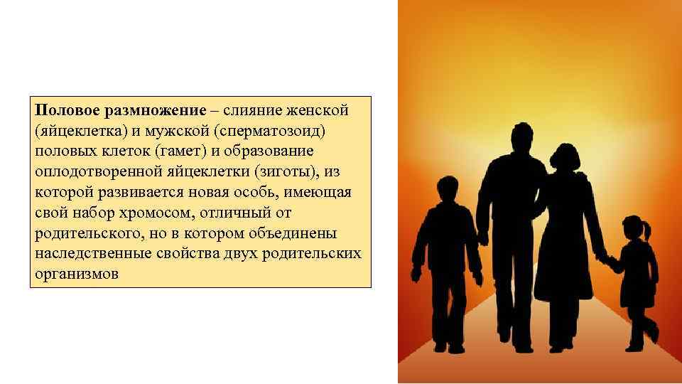 Половое размножение – слияние женской (яйцеклетка) и мужской (сперматозоид) половых клеток (гамет) и образование