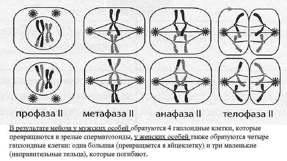 Определите тип и фазу деления клетки изображенной на рисунке ответ обоснуйте какие