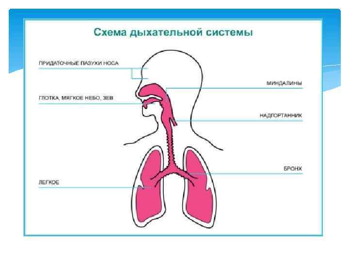 Мягкое дыхание