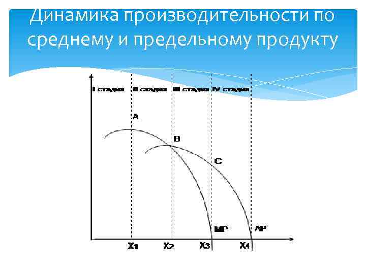 Динамика производительности по среднему и предельному продукту 