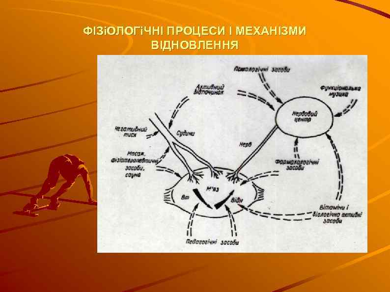 ФІЗіОЛОГіЧНІ ПРОЦЕСИ І МЕХАНІЗМИ ВІДНОВЛЕННЯ 