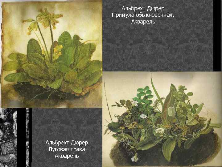 Альбрехт Дюрер Примула обыкновенная, Акварель Альбрехт Дюрер Луговая трава Акварель 