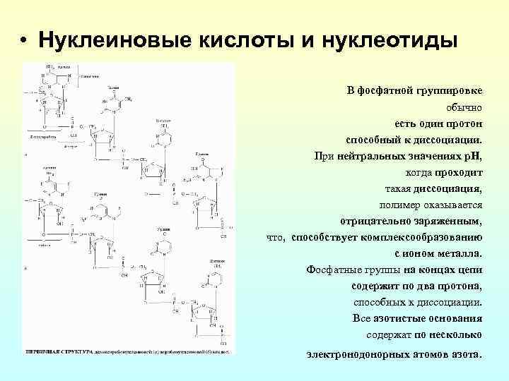  • Нуклеиновые кислоты и нуклеотиды В фосфатной группировке обычно есть один протон способный