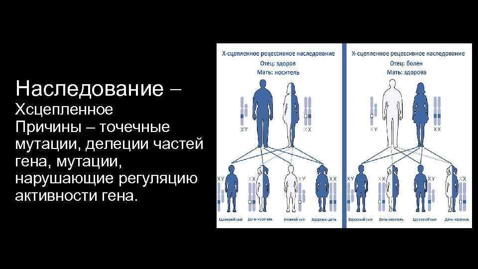 Наследование – Хсцепленное Причины – точечные мутации, делеции частей гена, мутации, нарушающие регуляцию активности