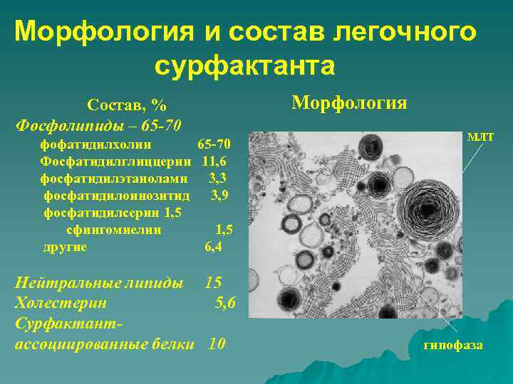 Морфология и состав легочного сурфактанта Состав, % Фосфолипиды – 65 -70 фофатидилхолин 65 -70