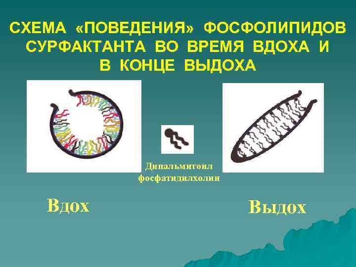 СХЕМА «ПОВЕДЕНИЯ» ФОСФОЛИПИДОВ СУРФАКТАНТА ВО ВРЕМЯ ВДОХА И В КОНЦЕ ВЫДОХА Дипальмитоил фосфатидилхолин Вдох