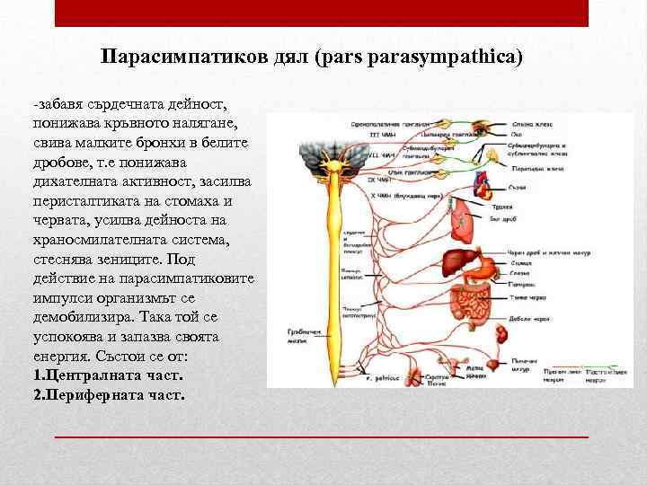 Восстановление вегетативной системы